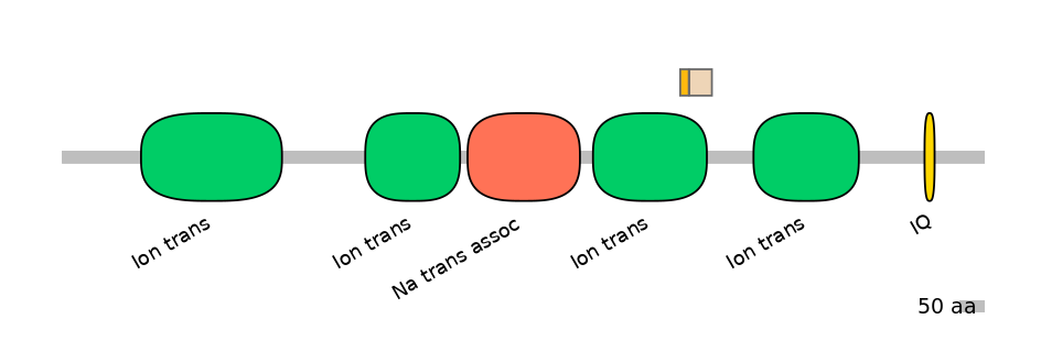 RnoINT0131623-EXC