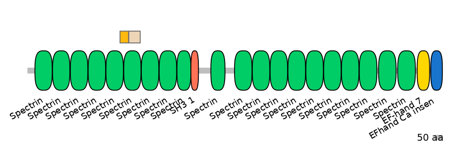 RnoINT0142991-EXC