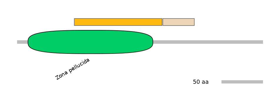RnoINT0150339-EXC