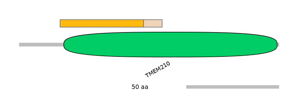 RnoINT0152536-EXC