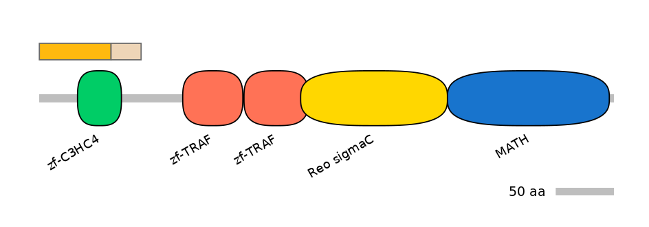 RnoINT0155186-EXC
