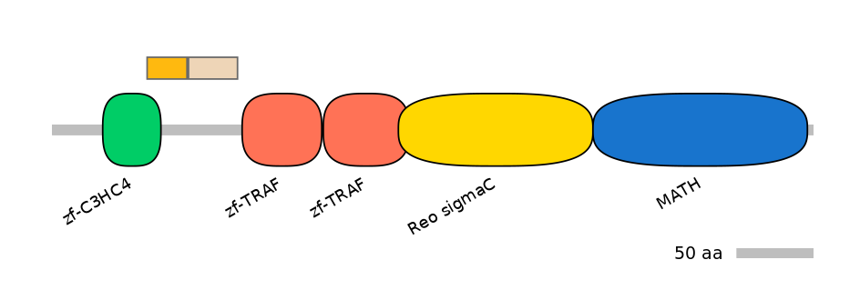 RnoINT0155187-EXC