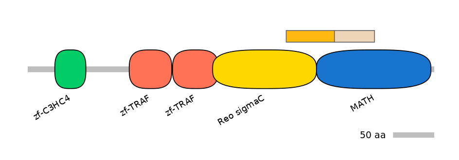 RnoINT0155193-EXC