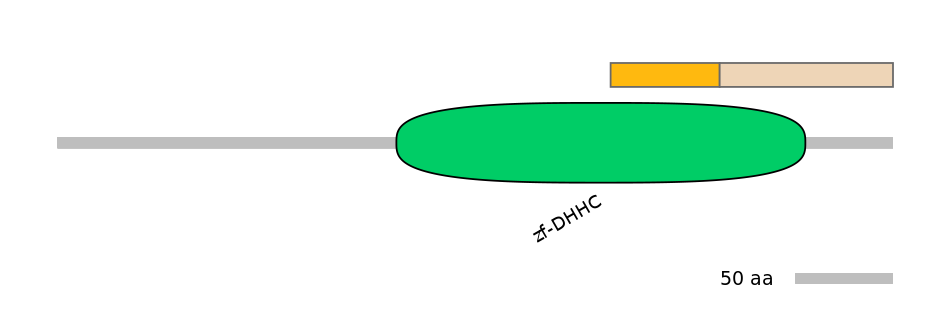 RnoINT0167501-EXC